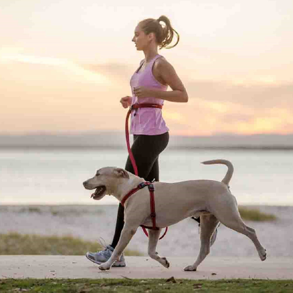 Road Runner Dog Leash