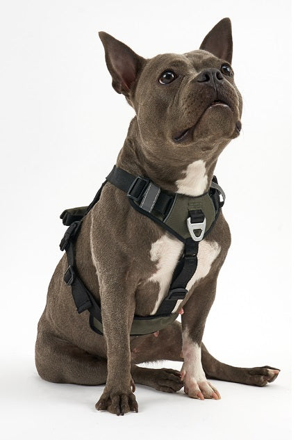 Interlaken Slim 2.0 Dog Harness