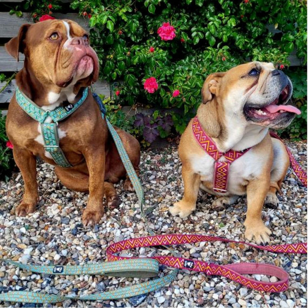 Raxxle Dazzle Dog Standard Leash