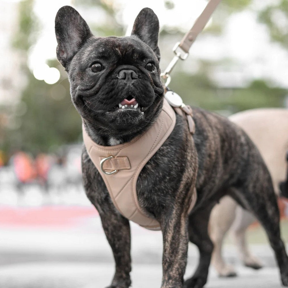 Roam Multi-Way Leash LITE