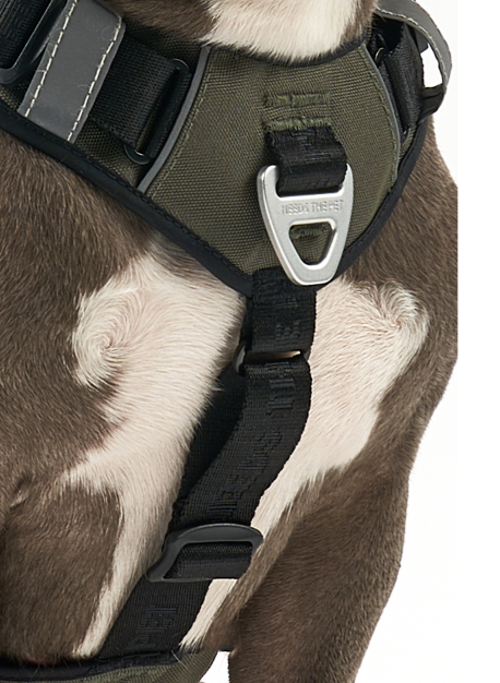 Interlaken Slim 2.0 Dog Harness