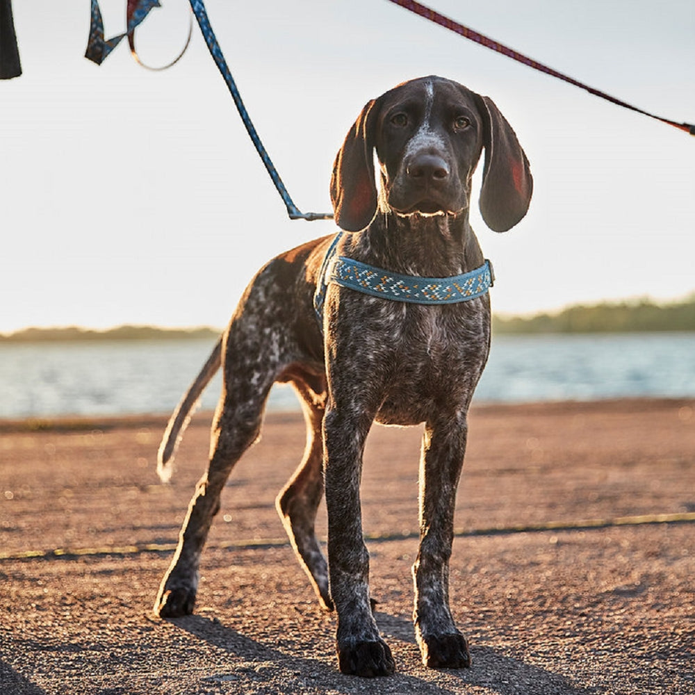 Razzle Dazzle Nordic Dog H-Harness