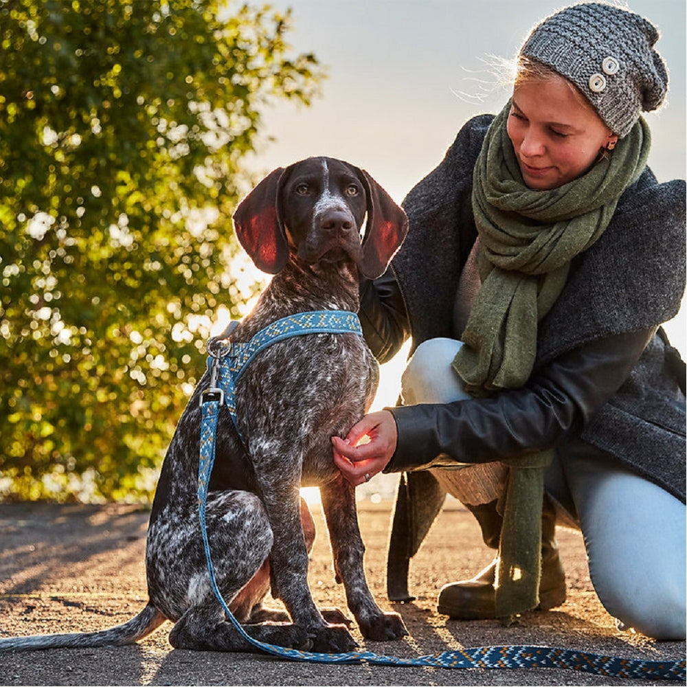 Razzle Dazzle Nordic Dog H-Harness