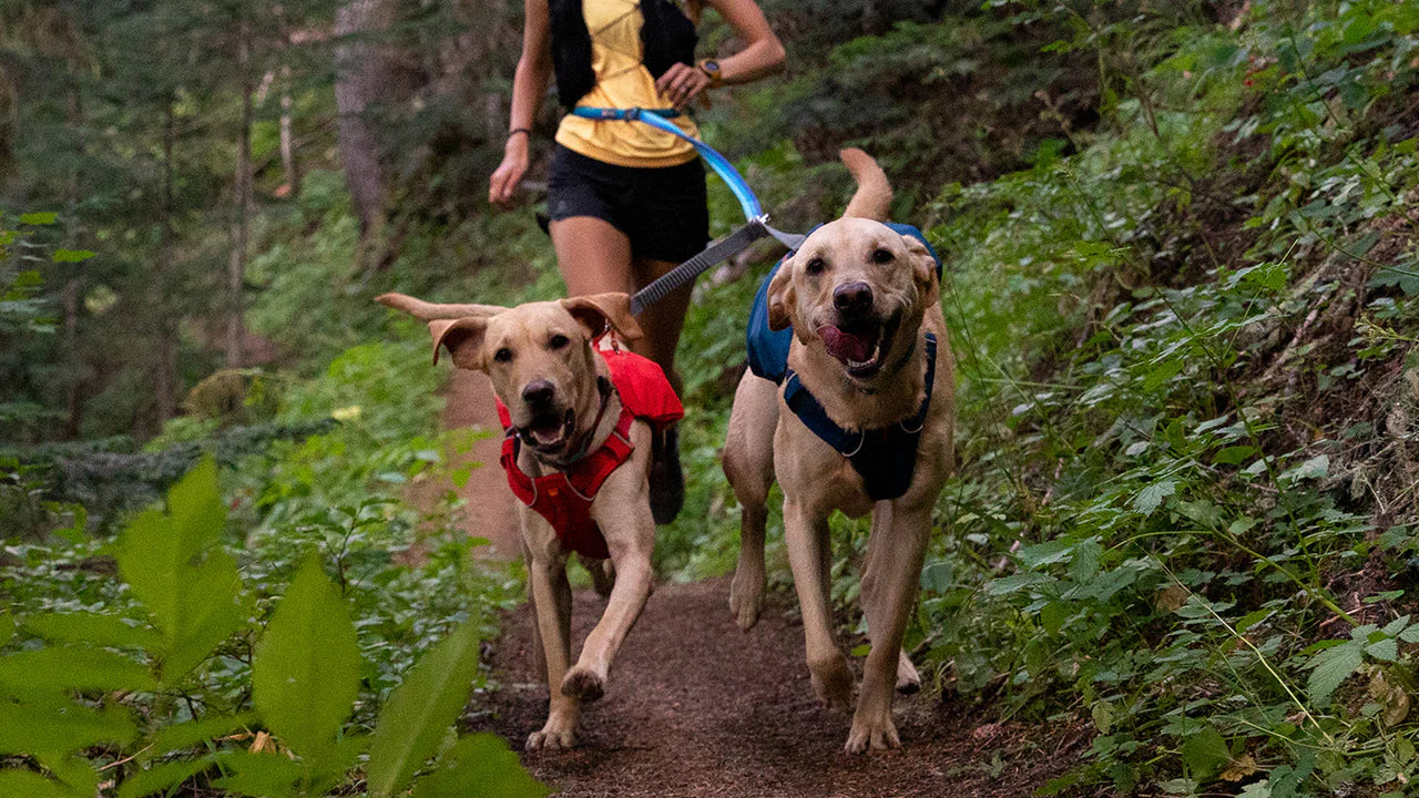 Double Track Coupler Dog Leash