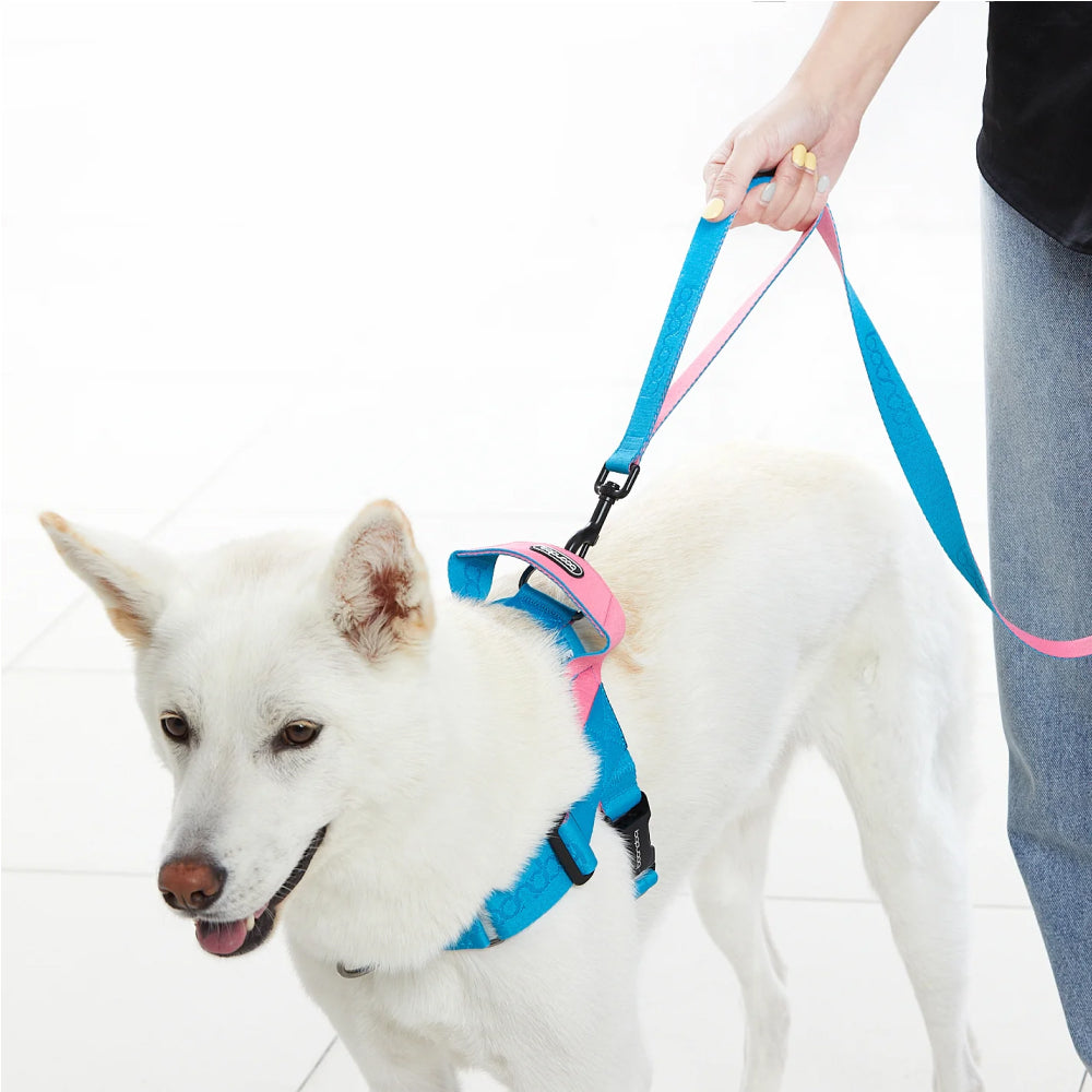 Play Leash 2.0 Dog Leash