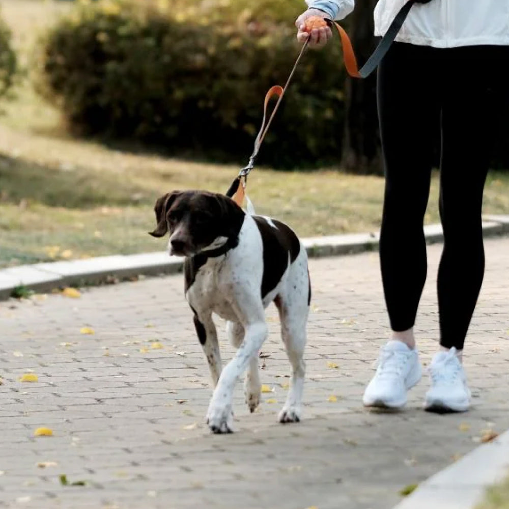 Play Leash 2.0 Dog Leash