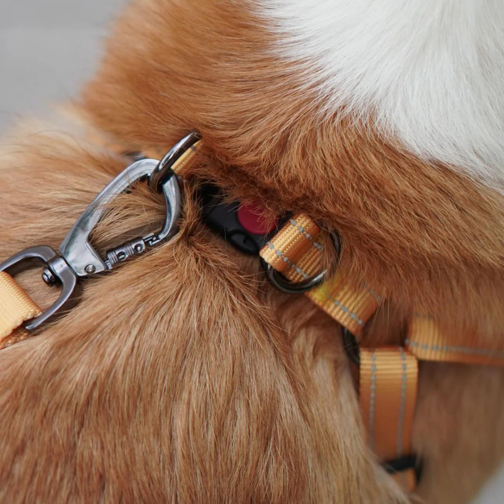 Classic Comfort Dog Leash