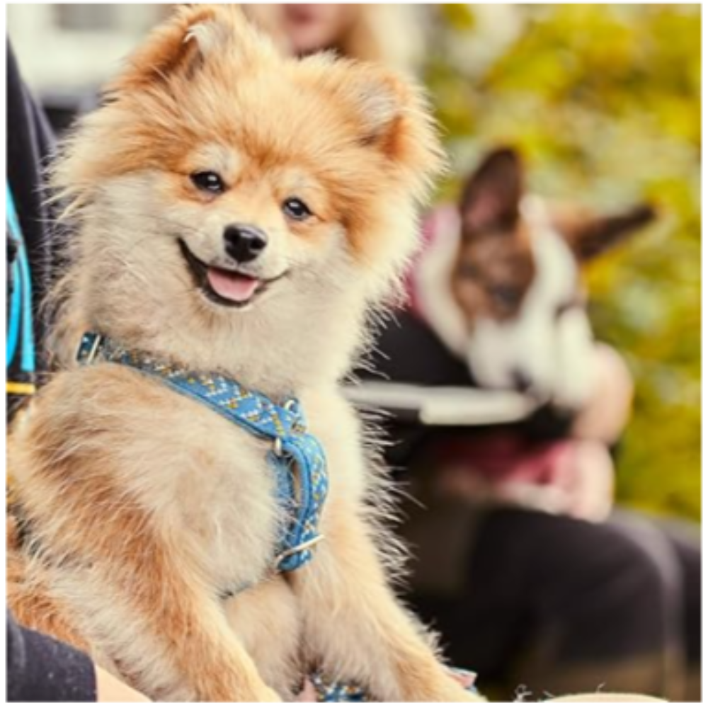 Razzle Dazzle Dog Y Harness