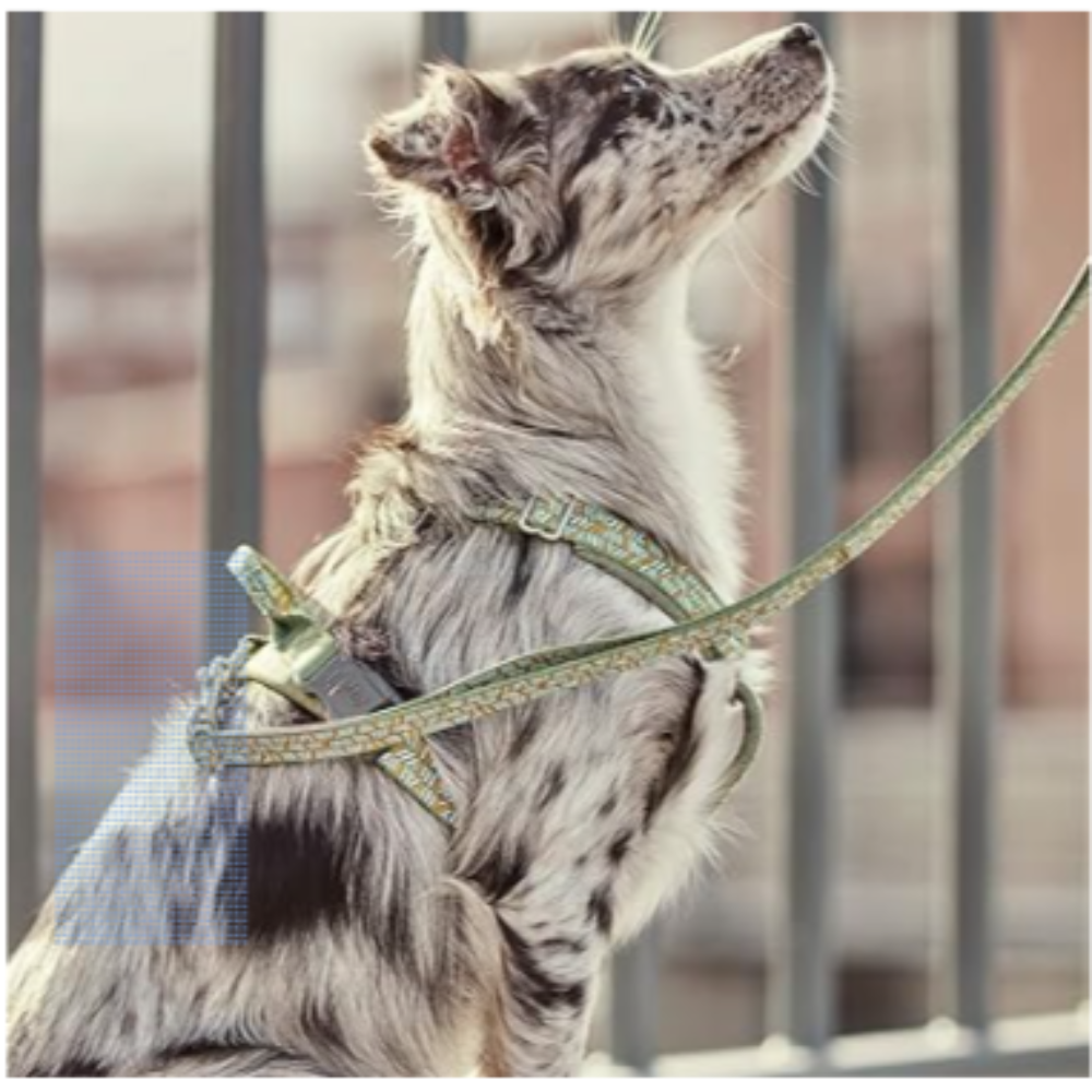 Razzle Dazzle Dog Y Harness