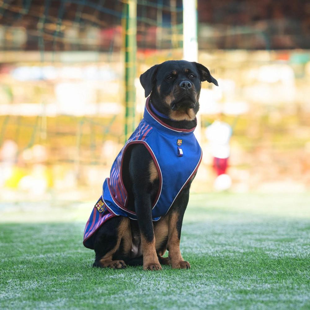 Barcelona Raincoat for Dogs