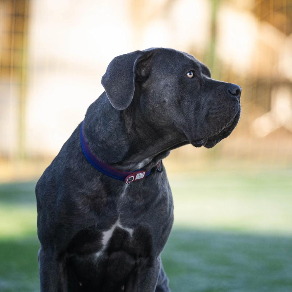 Barcelona Smart ID Dog Collar