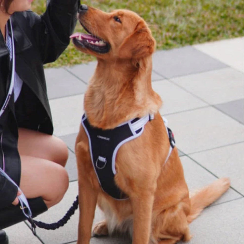 No Pull Dog Harness