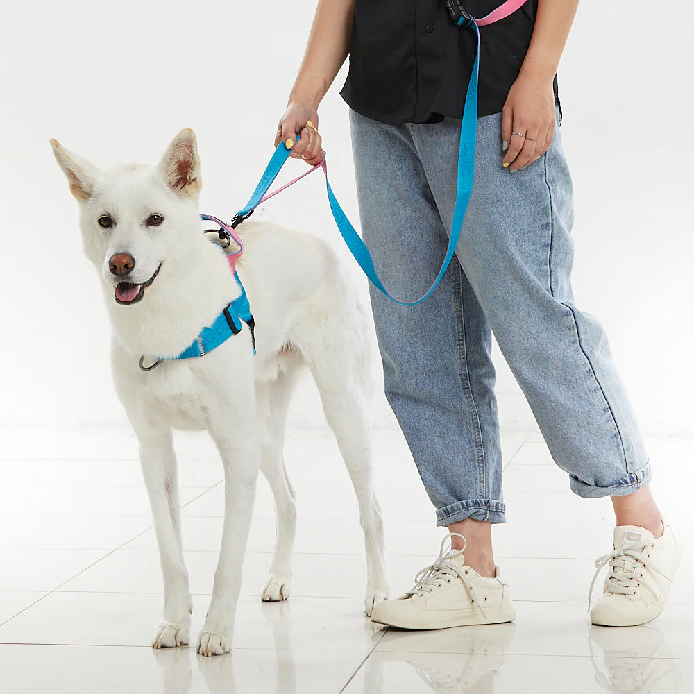 Play Leash 2.0 Dog Leash With Carabiner