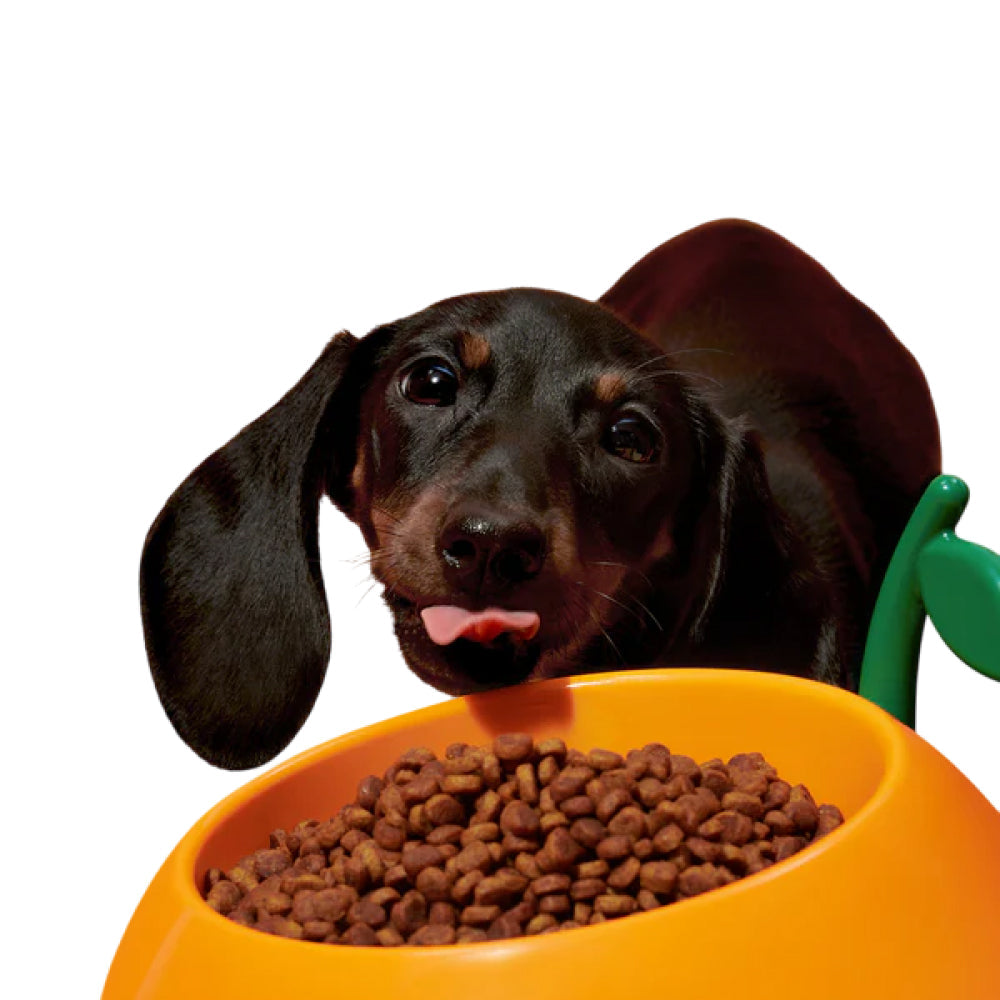 Juicy Tangerine Pet Bowl , Spoon & Mat Set