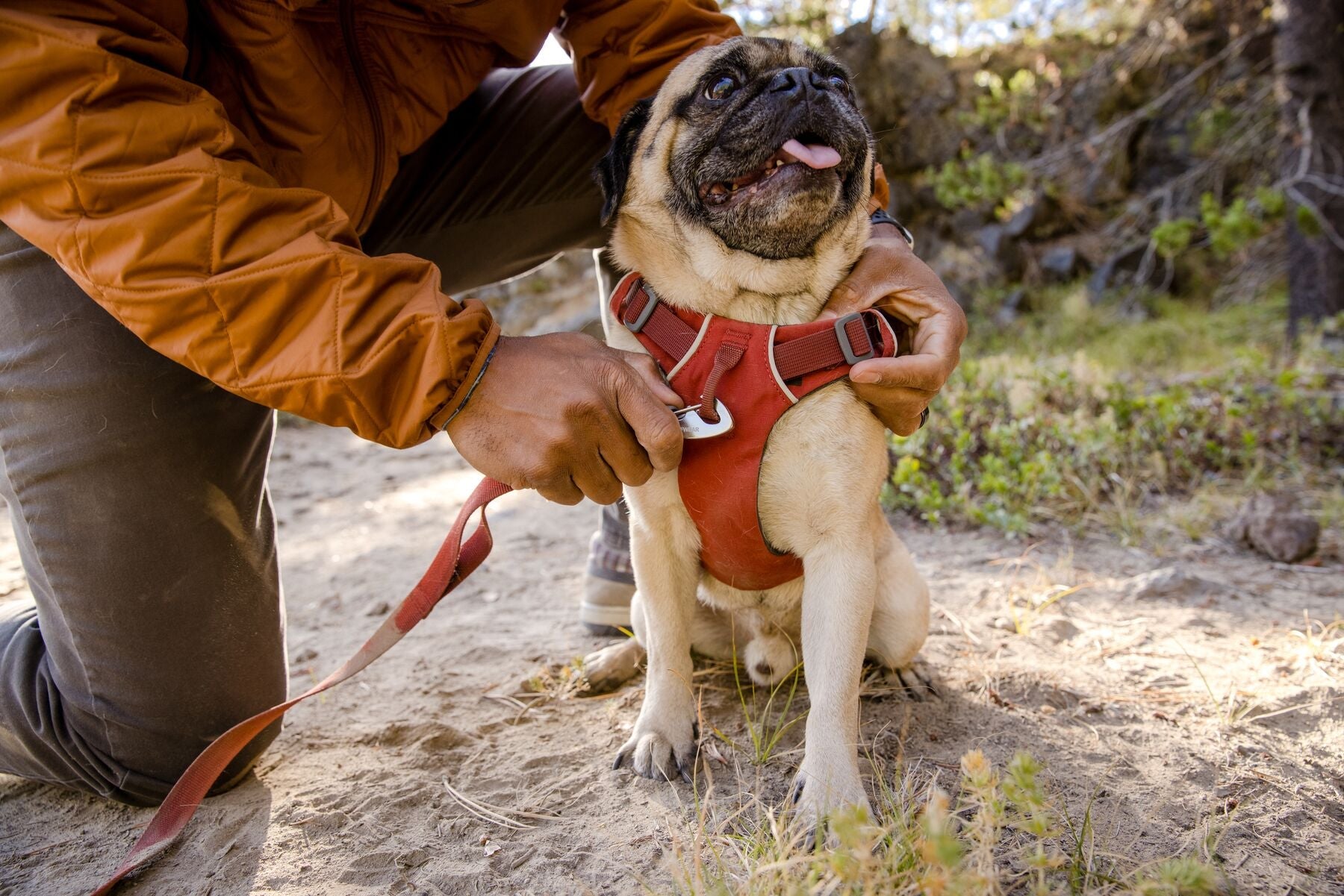 Front Range Dog Harness