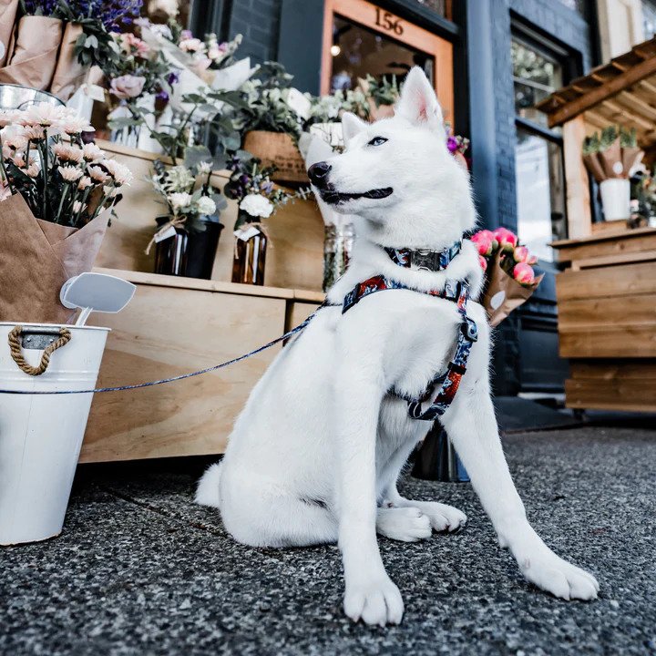 Ikonic Step-In Dog Harness