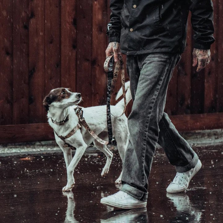 Ikonic Step-In Dog Harness