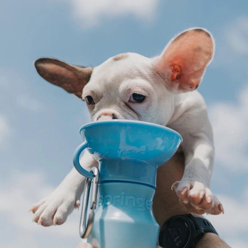 Classic Dog Travel Water Bottle