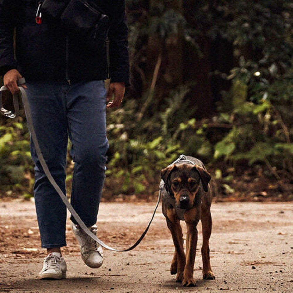 Interlaken G230 Buckle Dog Leash