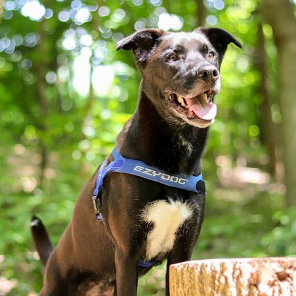 Quick Fit Dog Harness