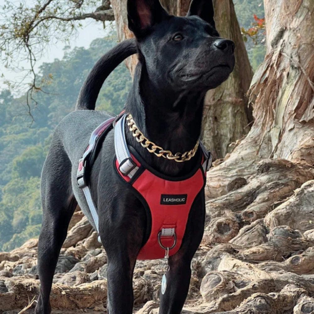 No Pull Dog Harness