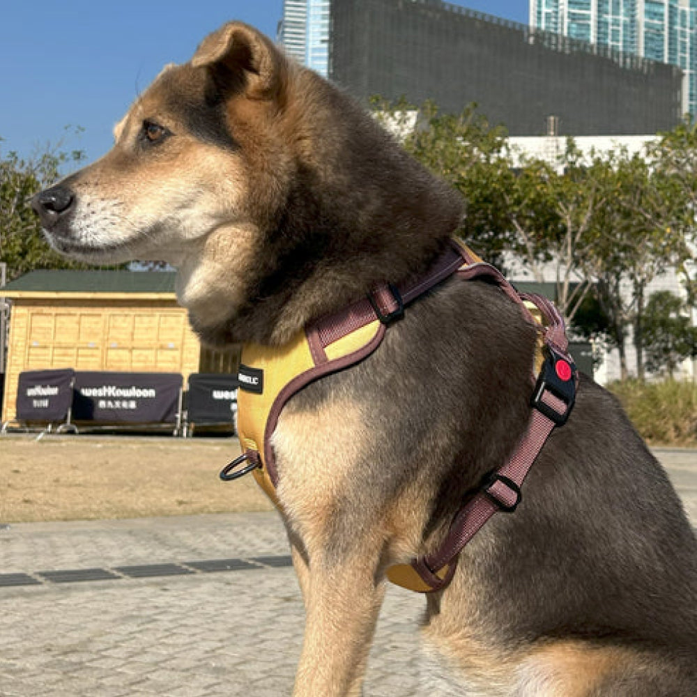 No Pull Dog Harness