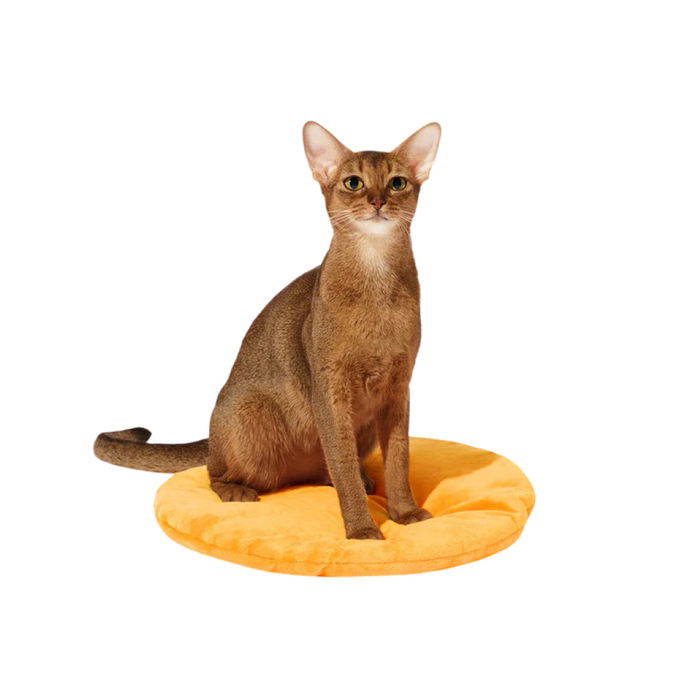 Tangerine Rattan Pet Bed