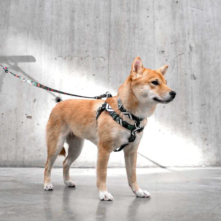 Ikonic Dog Leash