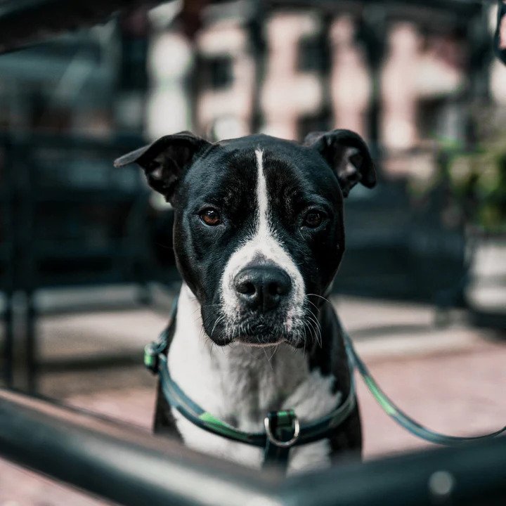 Ikonic Dog Leash