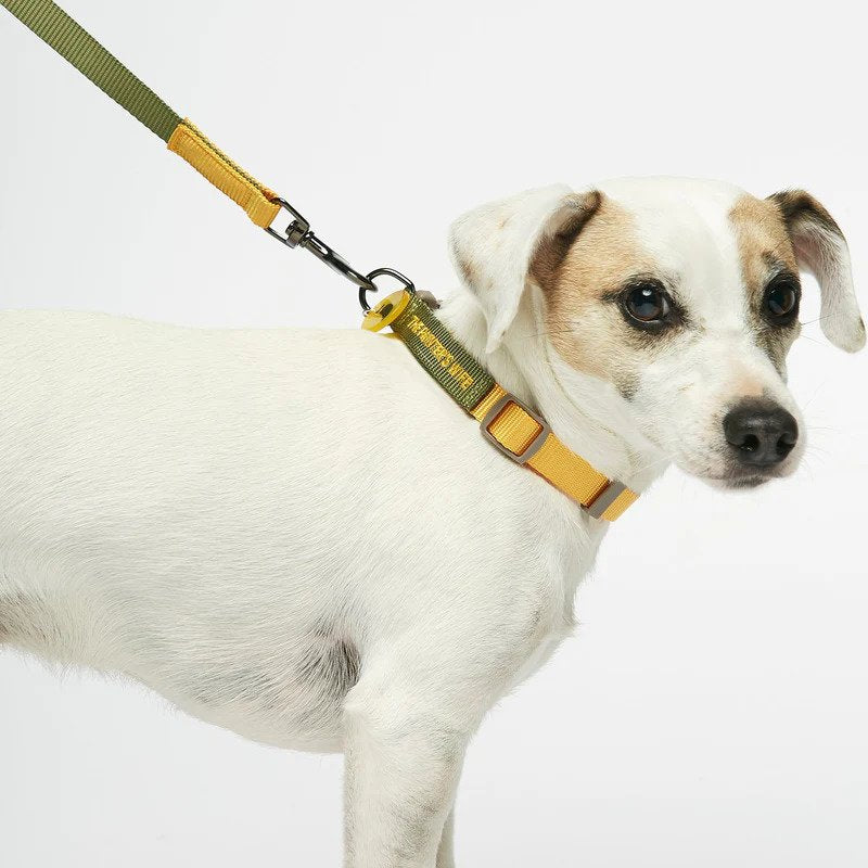Sonia Dog Collar